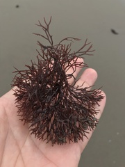 Rhodophyta