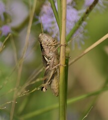 Melanoplus cameronis