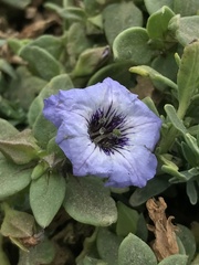 Nolana humifusa