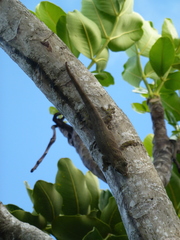 Polyscias maraisiana