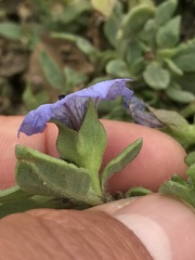 Nolana humifusa