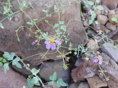 Fagonia laevis