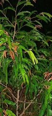 Tamarindus indica