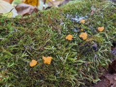 Dacrymyces minor