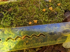 Dacrymyces minor