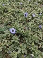 Nolana humifusa