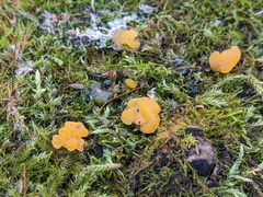 Dacrymyces minor