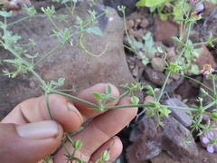 Fagonia laevis