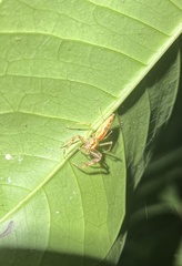 Viciria pavesii