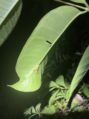 Viciria pavesii