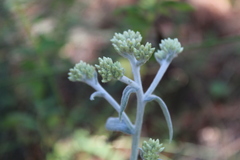 Pseudognaphalium canescens
