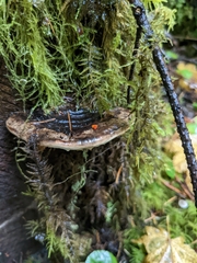 Fomitopsis ochracea