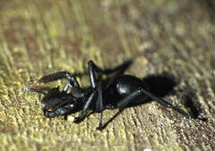 Cephalotes atratus