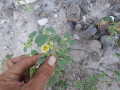 Physalis crassifolia