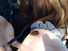 Astylus trifasciatus