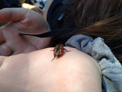 Astylus trifasciatus