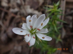 Stellaria pungens