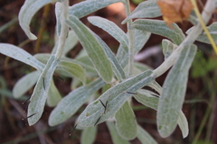 Pseudognaphalium canescens