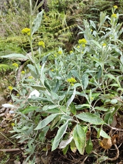 Senecio hypoleucus
