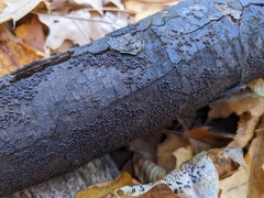 Rosellinia corticium