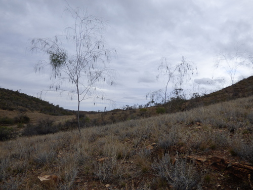 Balcanoona Wattle (Acacia araneosa)