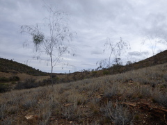 Acacia araneosa