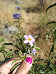Solanum crispum