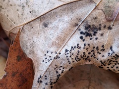 Rosellinia corticium