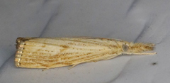 Agriphila
