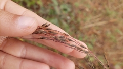 Sorghastrum elliottii