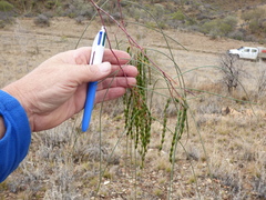 Acacia araneosa