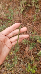 Sorghastrum elliottii