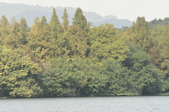 Cryptomeria japonica