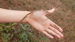 Sorghastrum elliottii