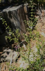 Westringia amabilis