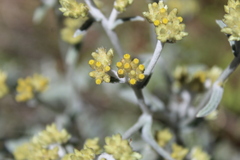 Pseudognaphalium canescens