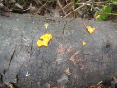 Tremella mesenterica