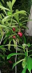 Rauvolfioideae
