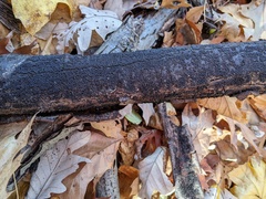 Rosellinia corticium