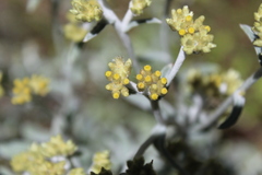 Pseudognaphalium canescens