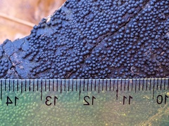 Rosellinia corticium