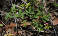 Boronia umbellata