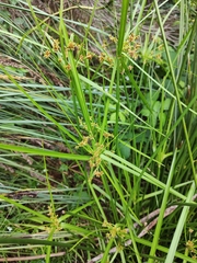 Cyperus vaginatus