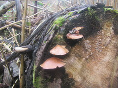 Flammulina velutipes