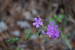 Phlox