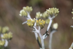 Pseudognaphalium canescens