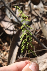 Lindsaea microphylla