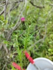 Carduus pycnocephalus