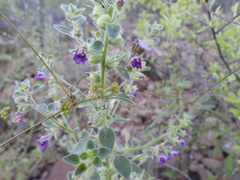 Pseudorontium cyathiferum