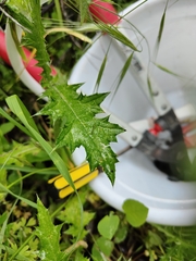 Carduus pycnocephalus